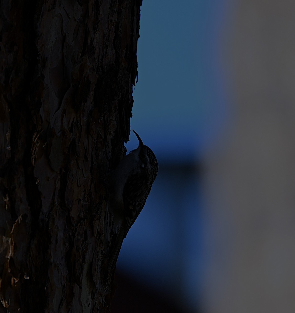 Brown Creeper - ML647009094