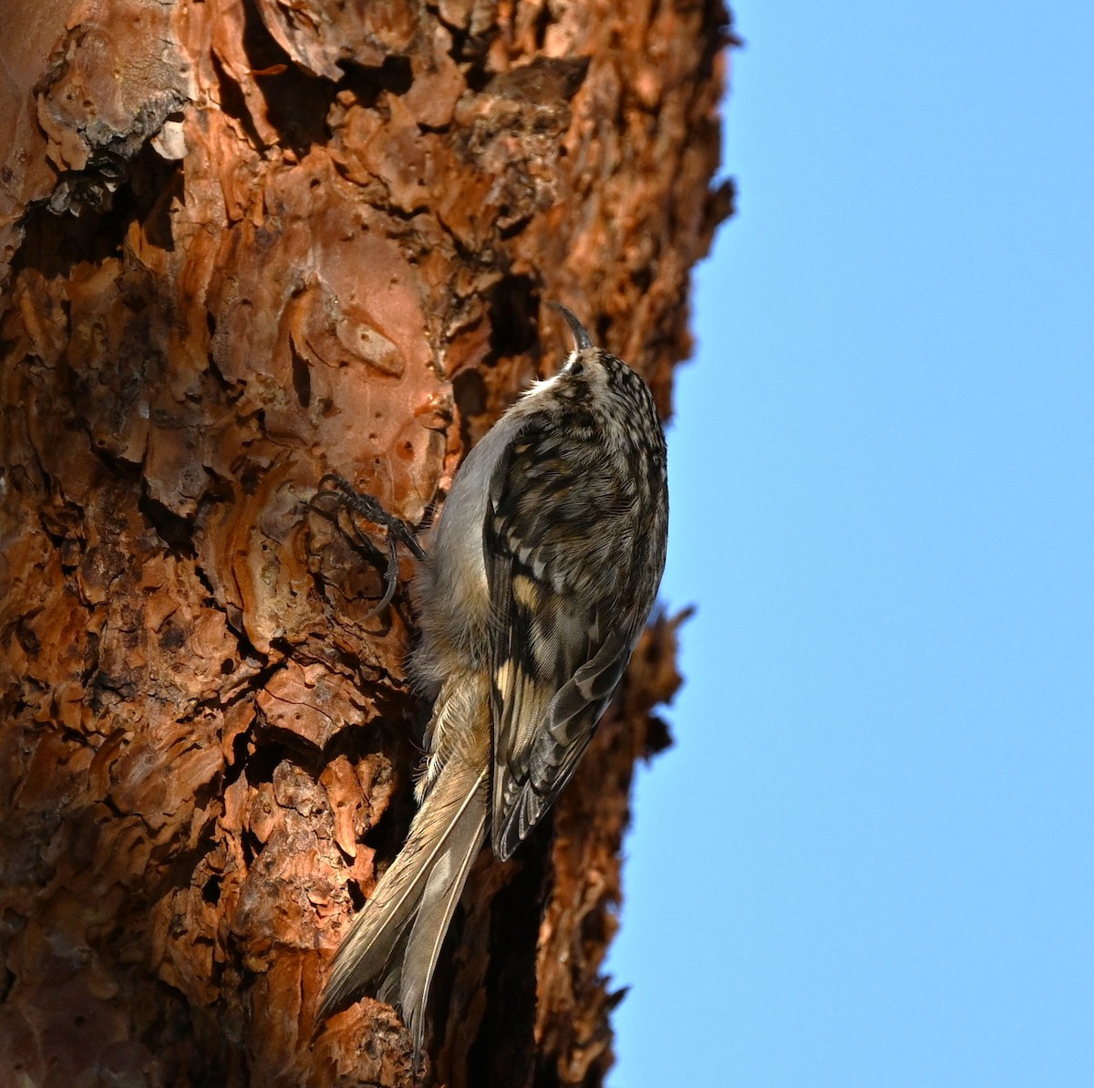 Brown Creeper - ML647009095