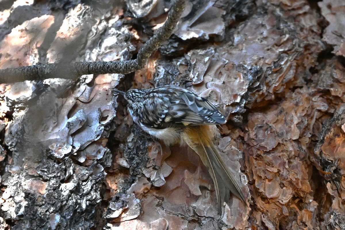 Brown Creeper - ML647009096