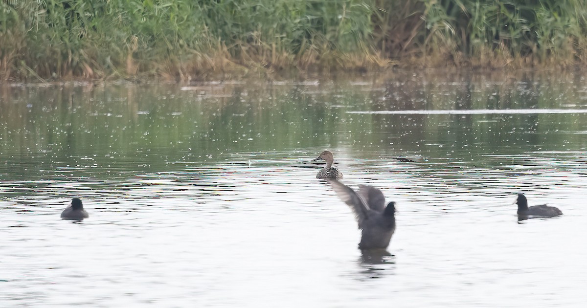Northern Pintail - ML647009098