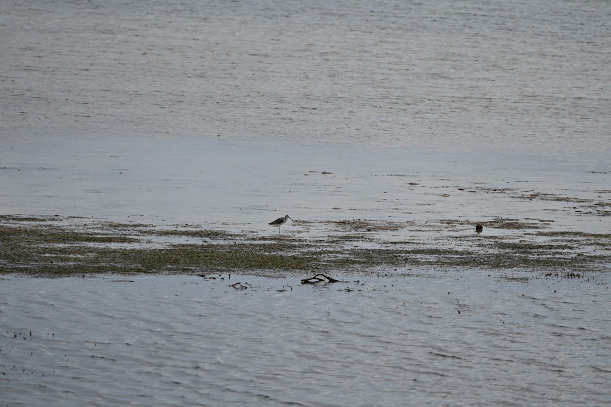 Common Greenshank - ML647009101