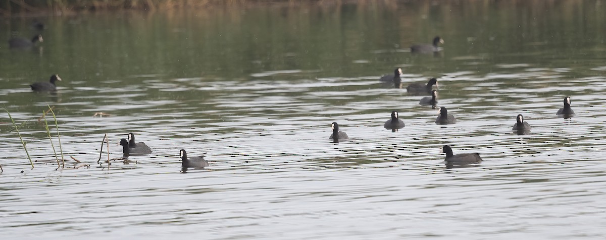 Eurasian Coot - ML647009102