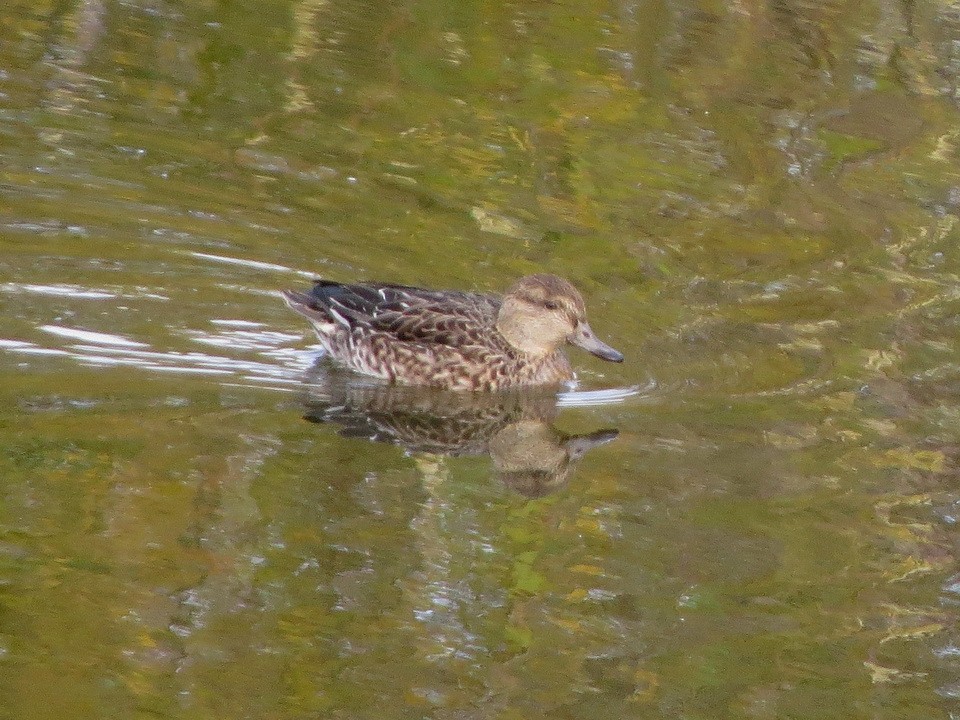 Чирянка мала - ML647009104