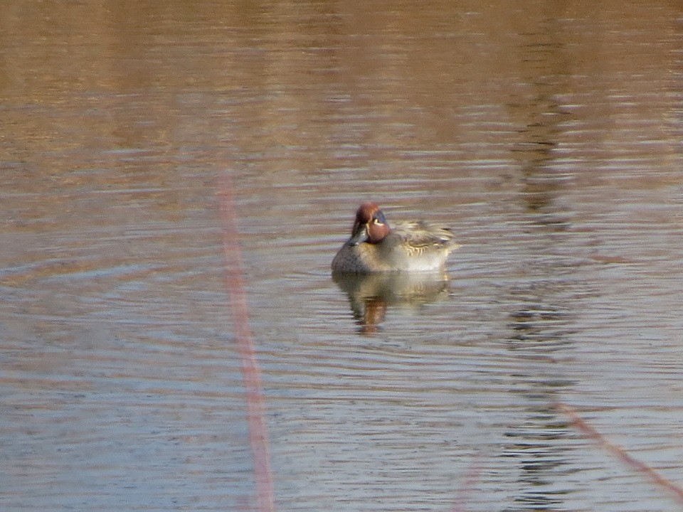 Чирянка мала - ML647009106