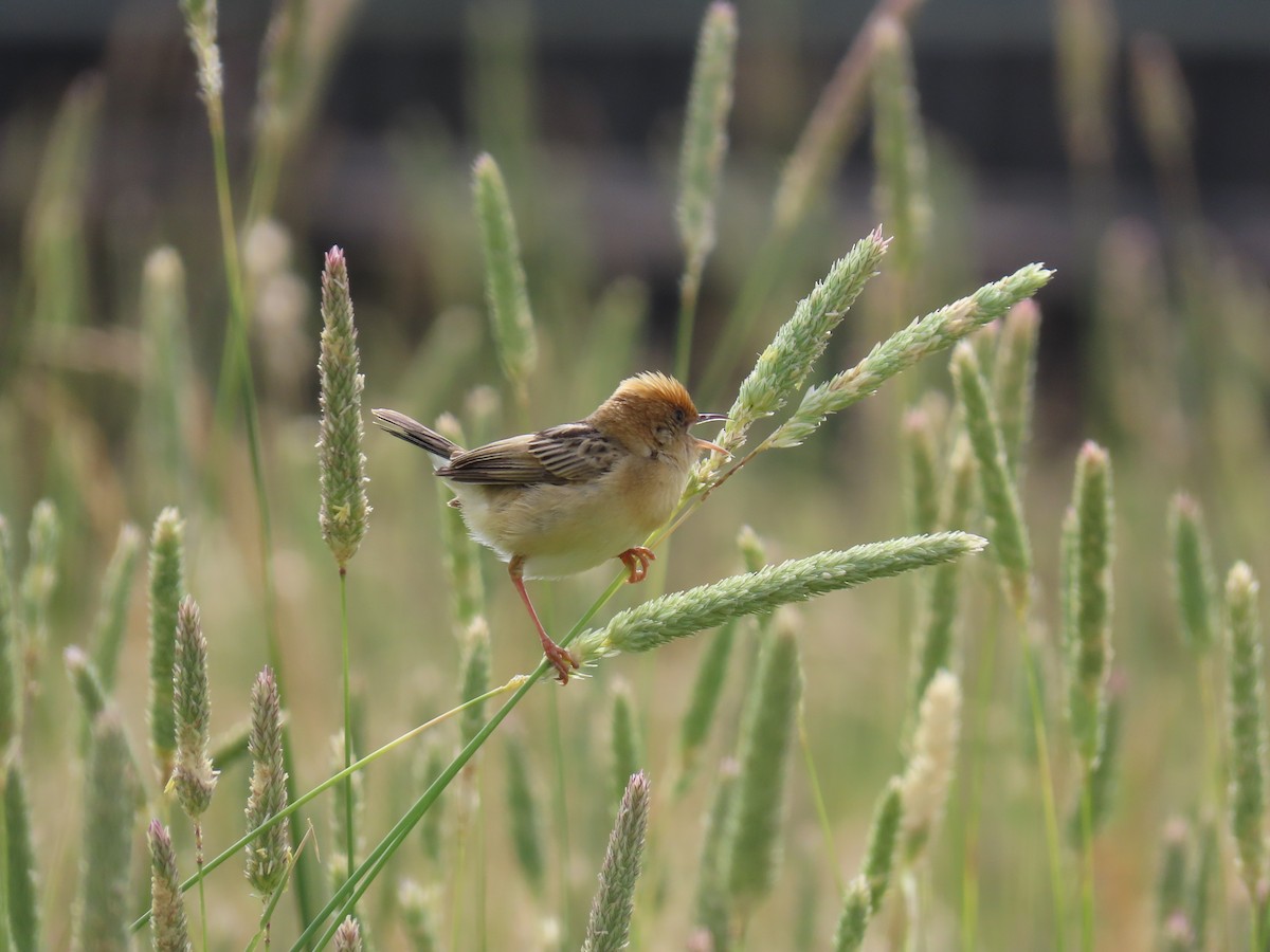 Goldkopf-Zistensänger - ML647009113