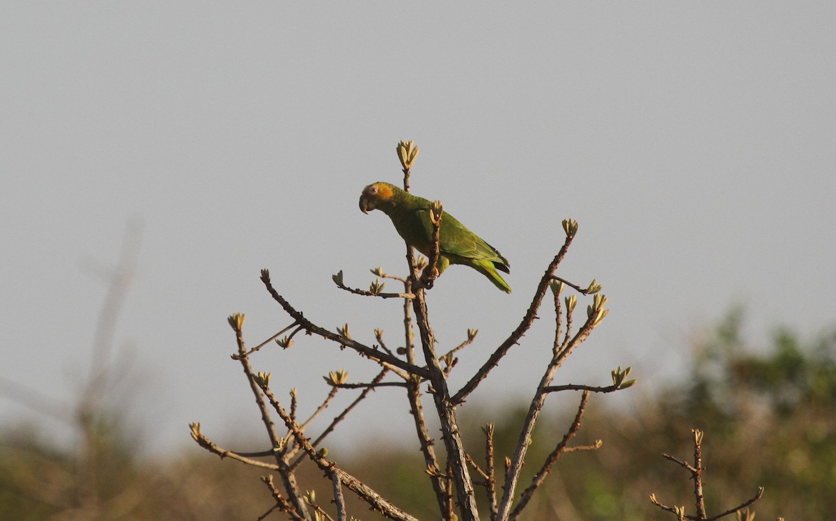 Желтобрюхий амазонет - ML647009120