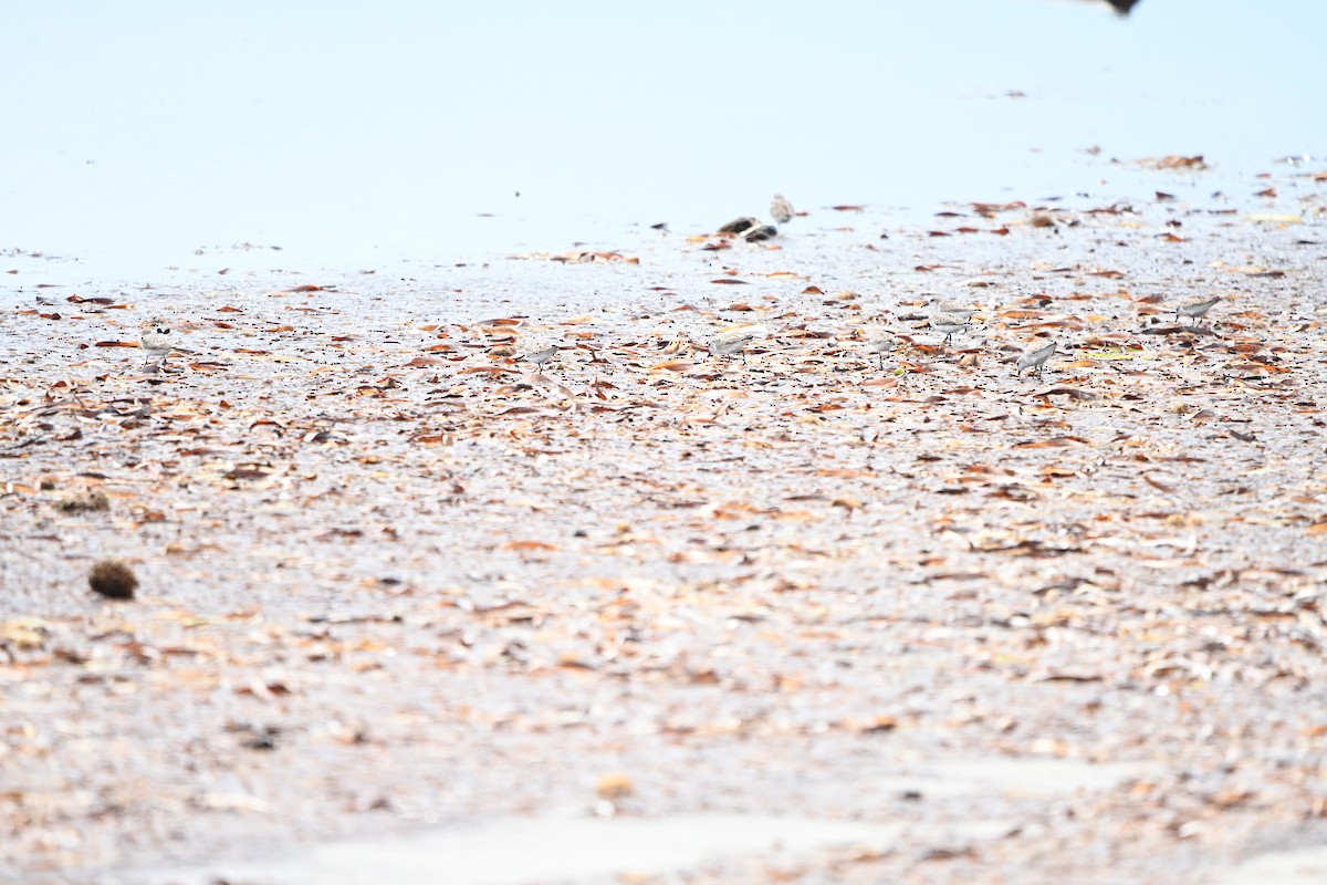 Red-necked Stint - ML647009123