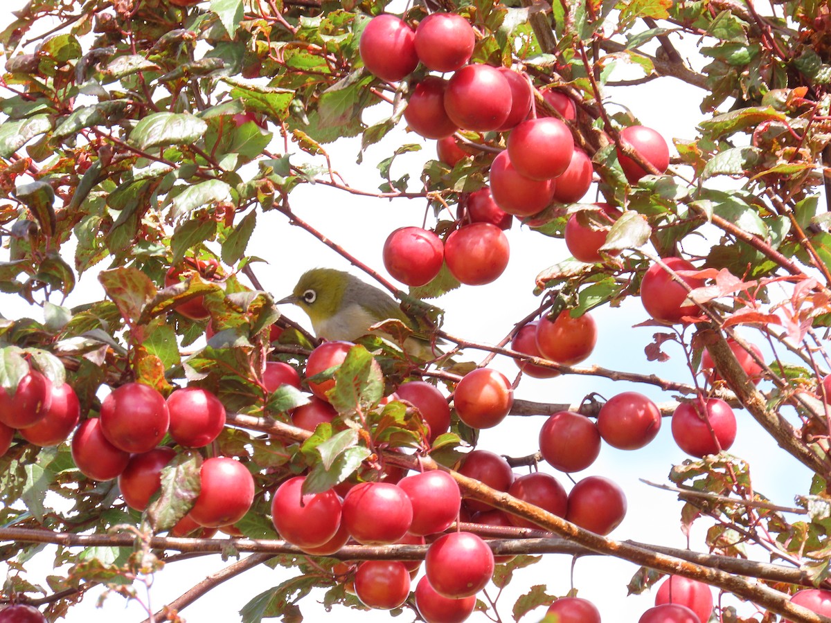 Graumantel-Brillenvogel - ML647009134