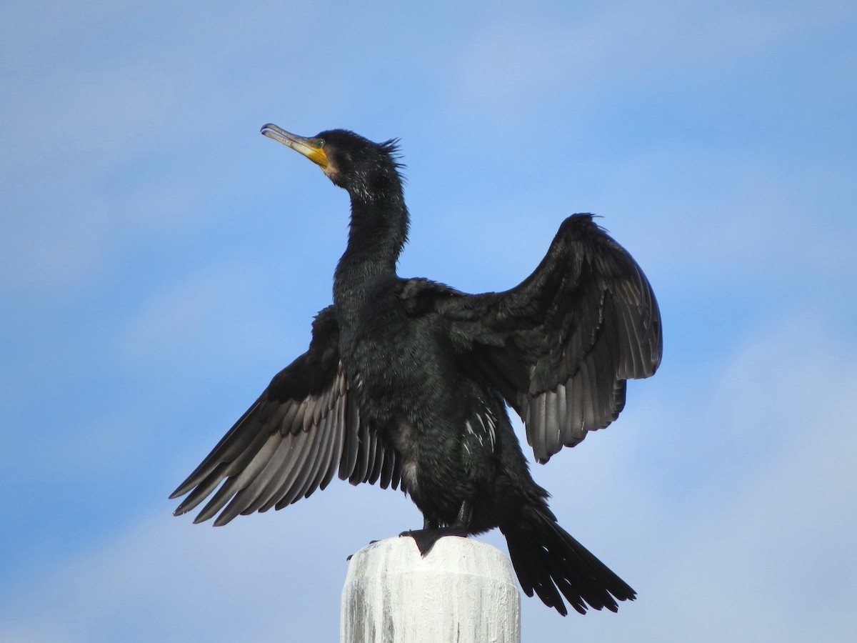 Баклан великий - ML647009135