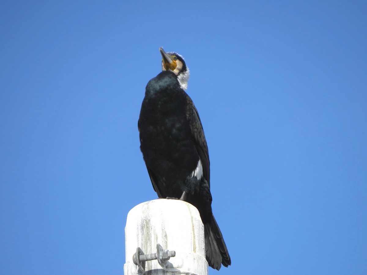 Great Cormorant - ML647009139