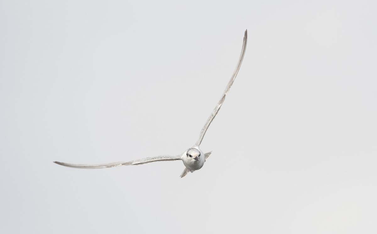 Gull-billed Tern - ML647009141