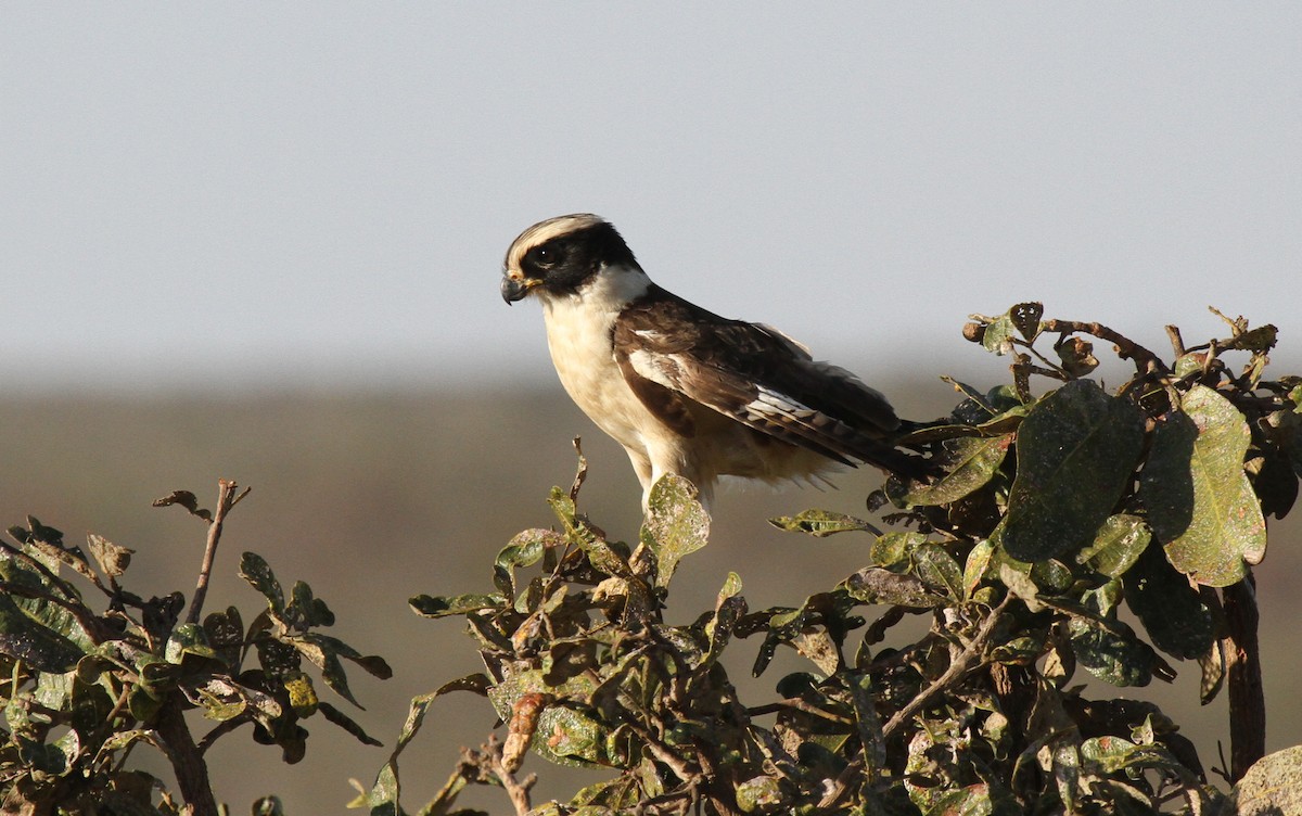 Laughing Falcon - ML647009142