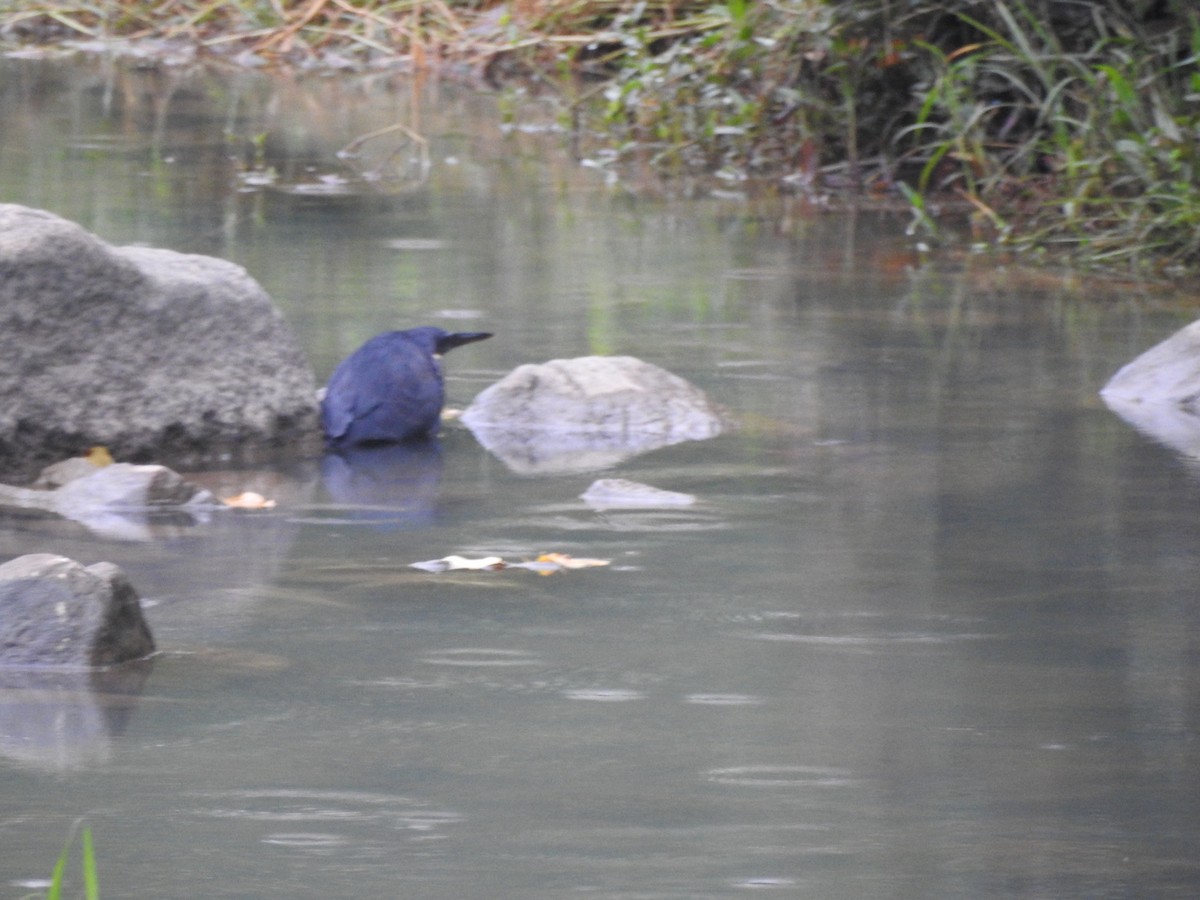 Black Bittern - ML647009143