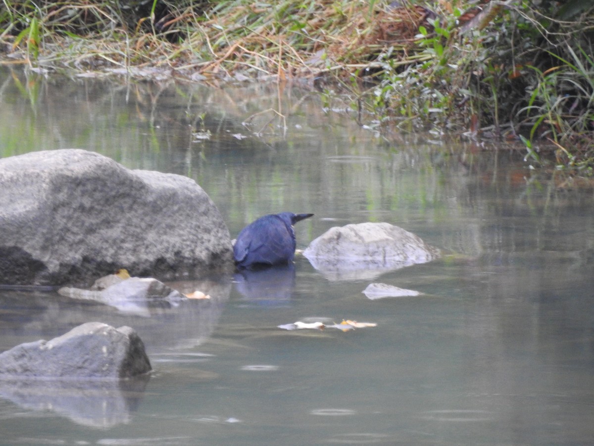 Black Bittern - ML647009144