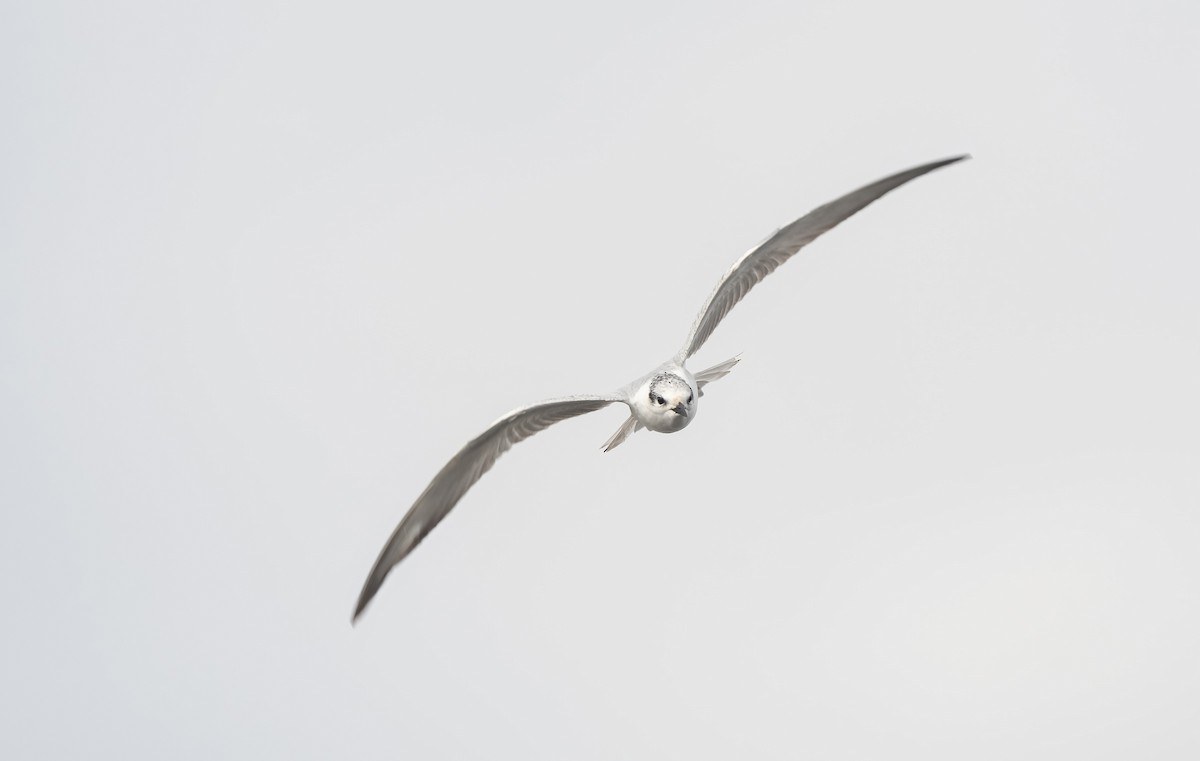 Gull-billed Tern - ML647009145