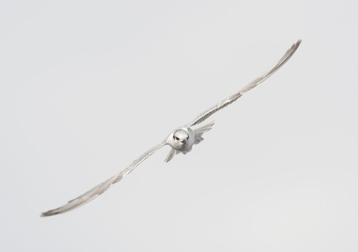 Gull-billed Tern - ML647009146