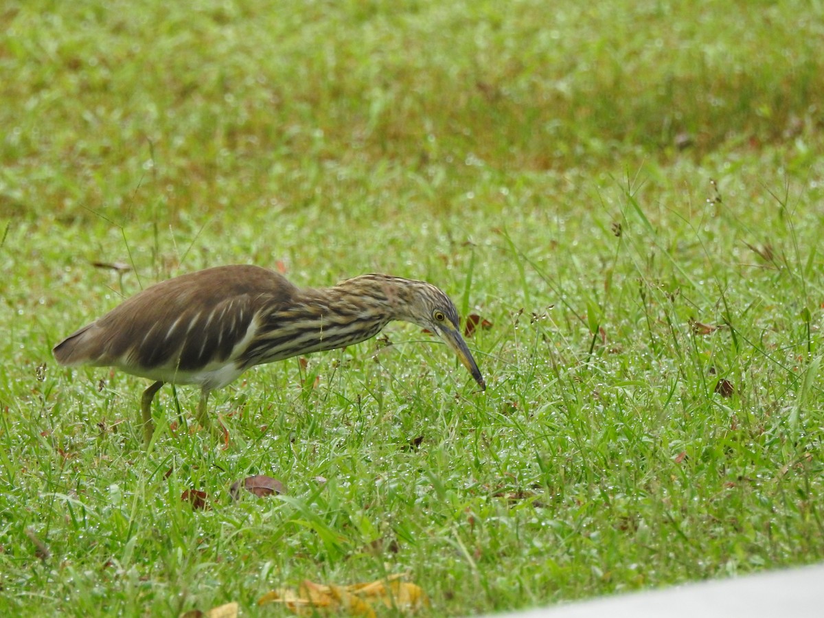 אנפית סוף בלתי-מזוהה - ML647009147