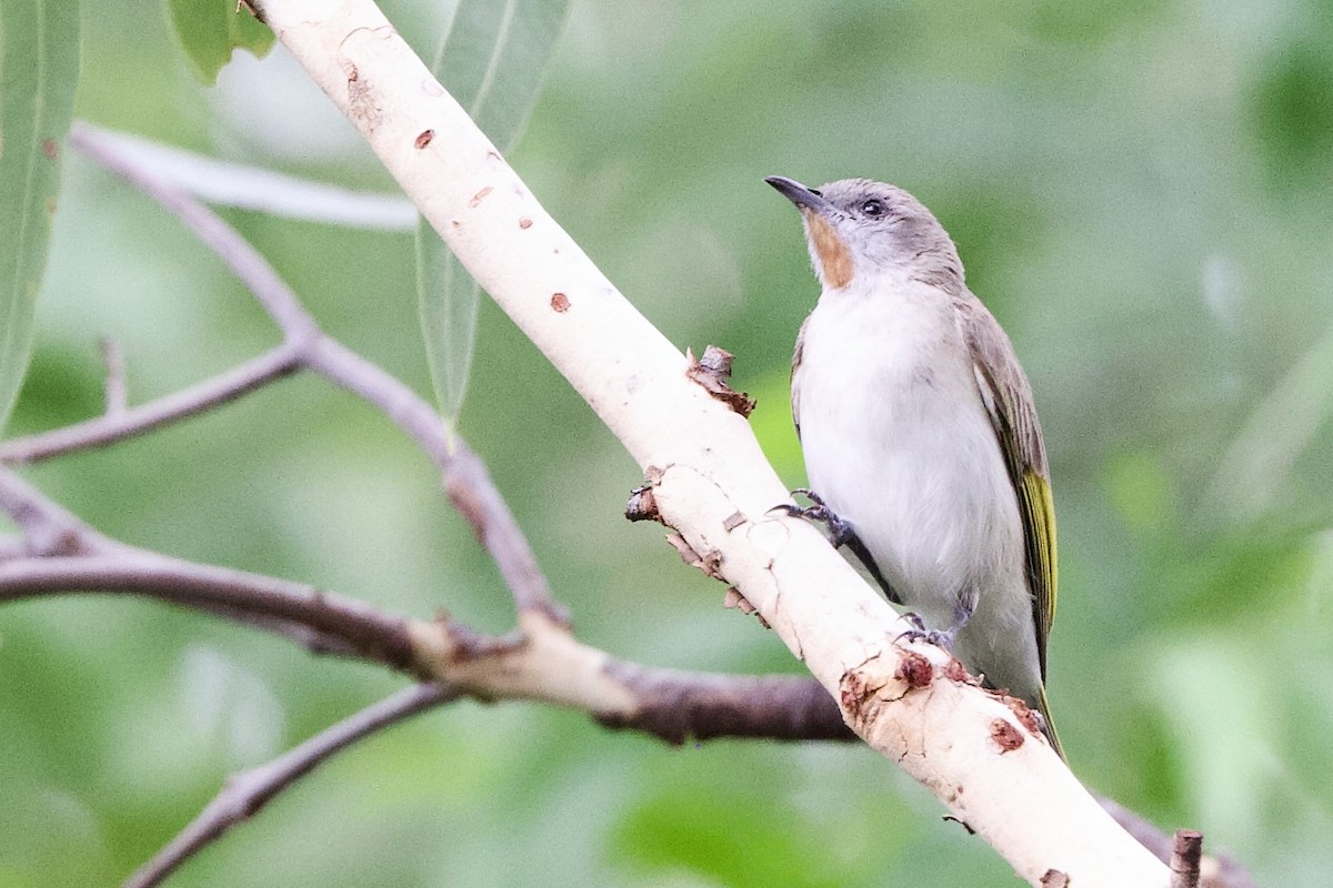 Rufous-throated Honeyeater - ML647009148