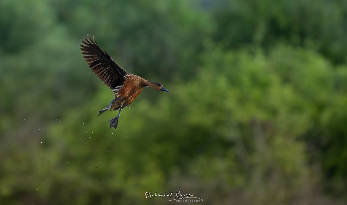 Wandering Whistling-Duck - ML647009149