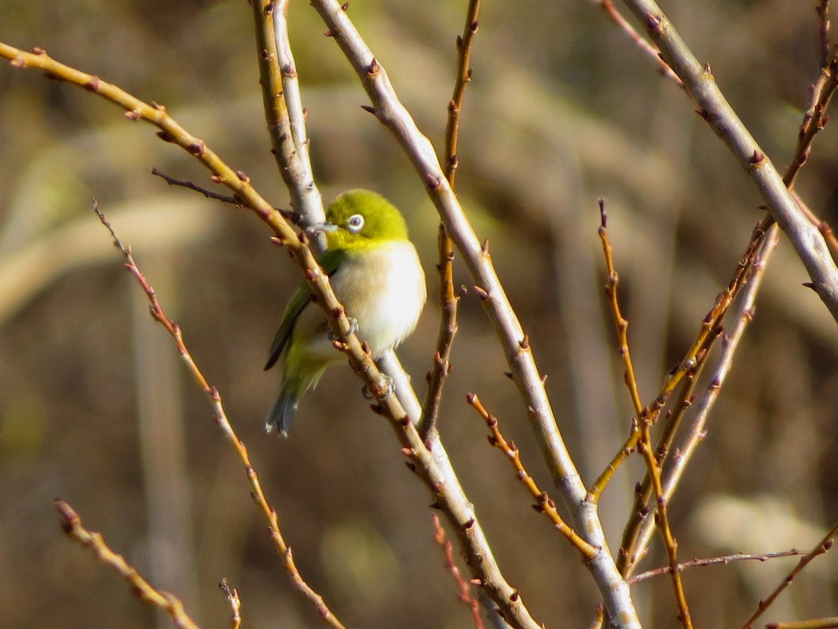 Warbling White-eye - ML647009150