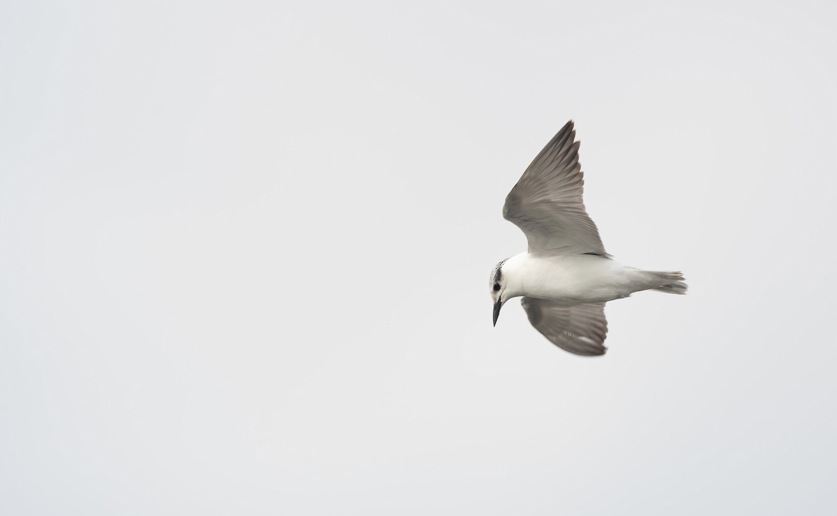 Gull-billed Tern - ML647009151