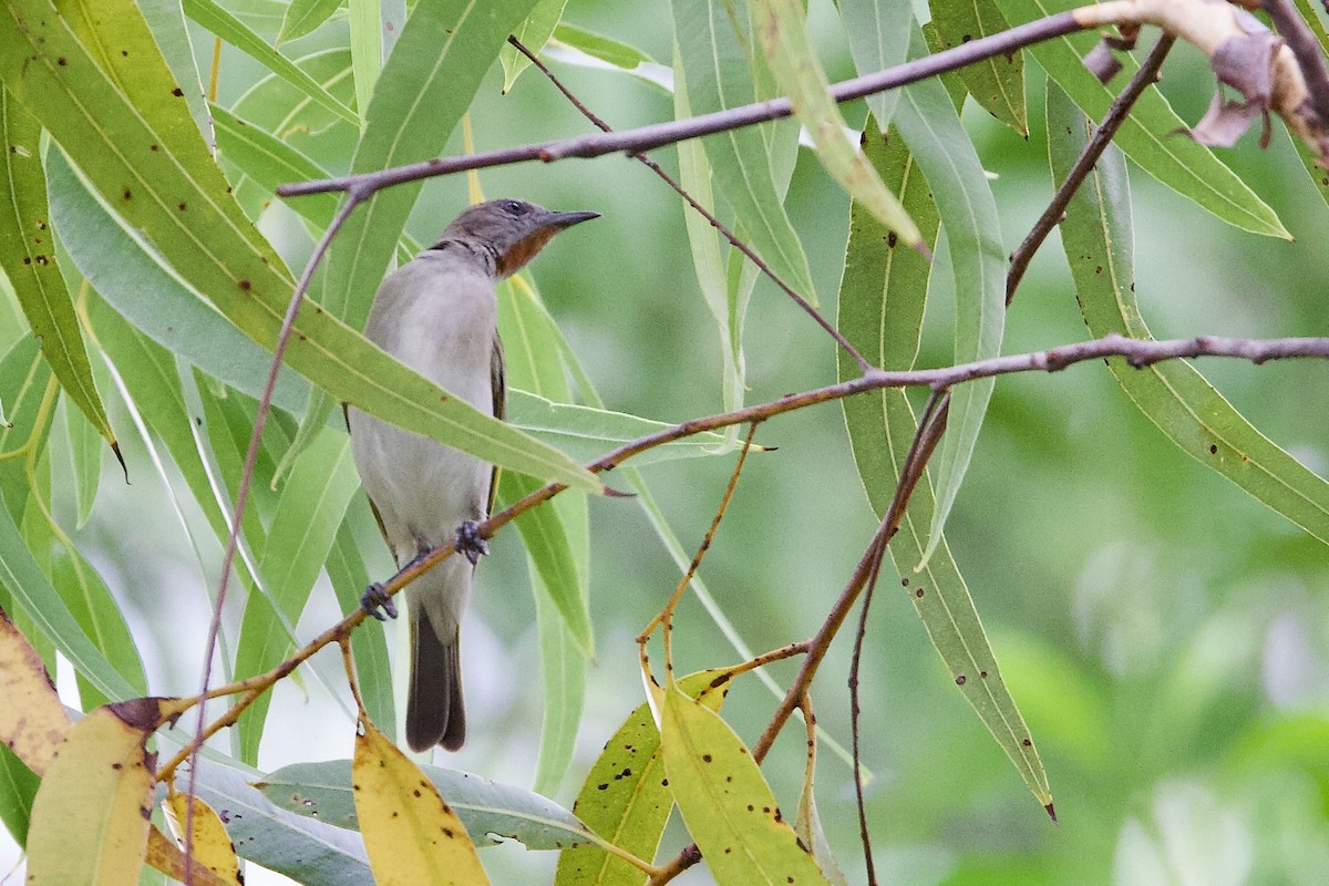 Rufous-throated Honeyeater - ML647009152