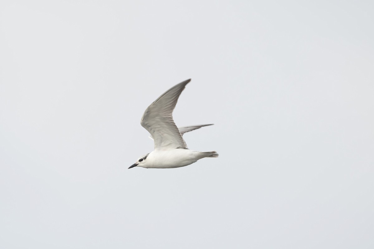 Gull-billed Tern - ML647009153