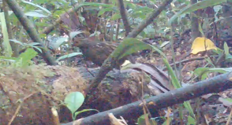 Marbled Wood-Quail - ML647009155