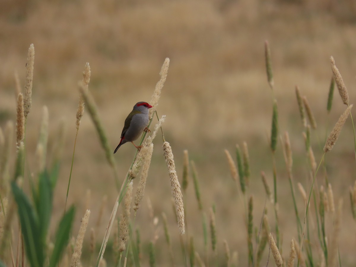 Dornamadine - ML647009156