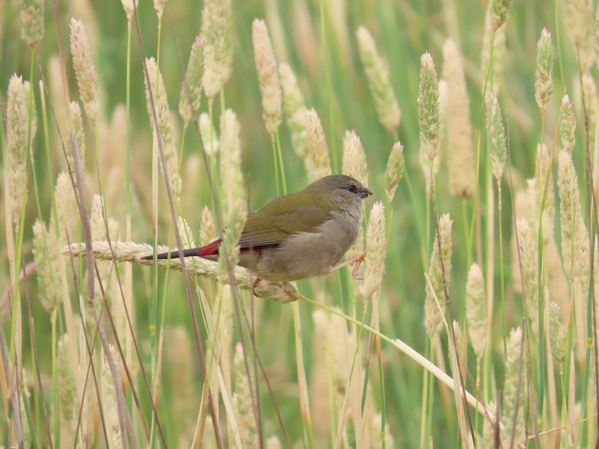 Dornamadine - ML647009157