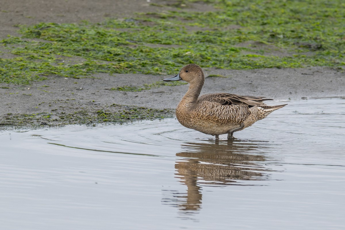 Northern Pintail - ML647009158