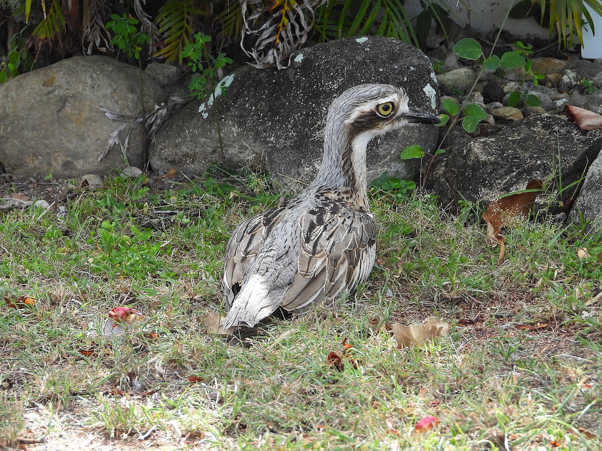 Bush Thick-knee - ML647009159