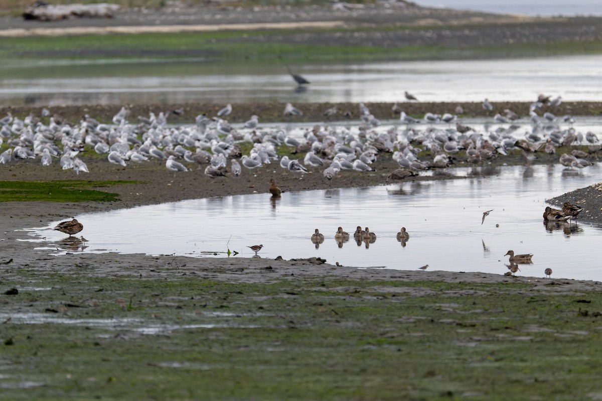 Northern Pintail - ML647009160