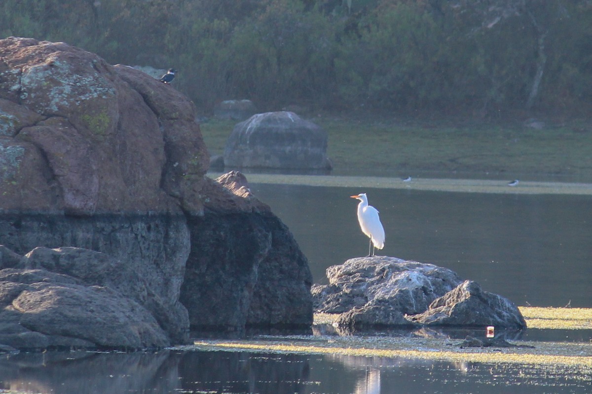 Great Egret - ML647009161