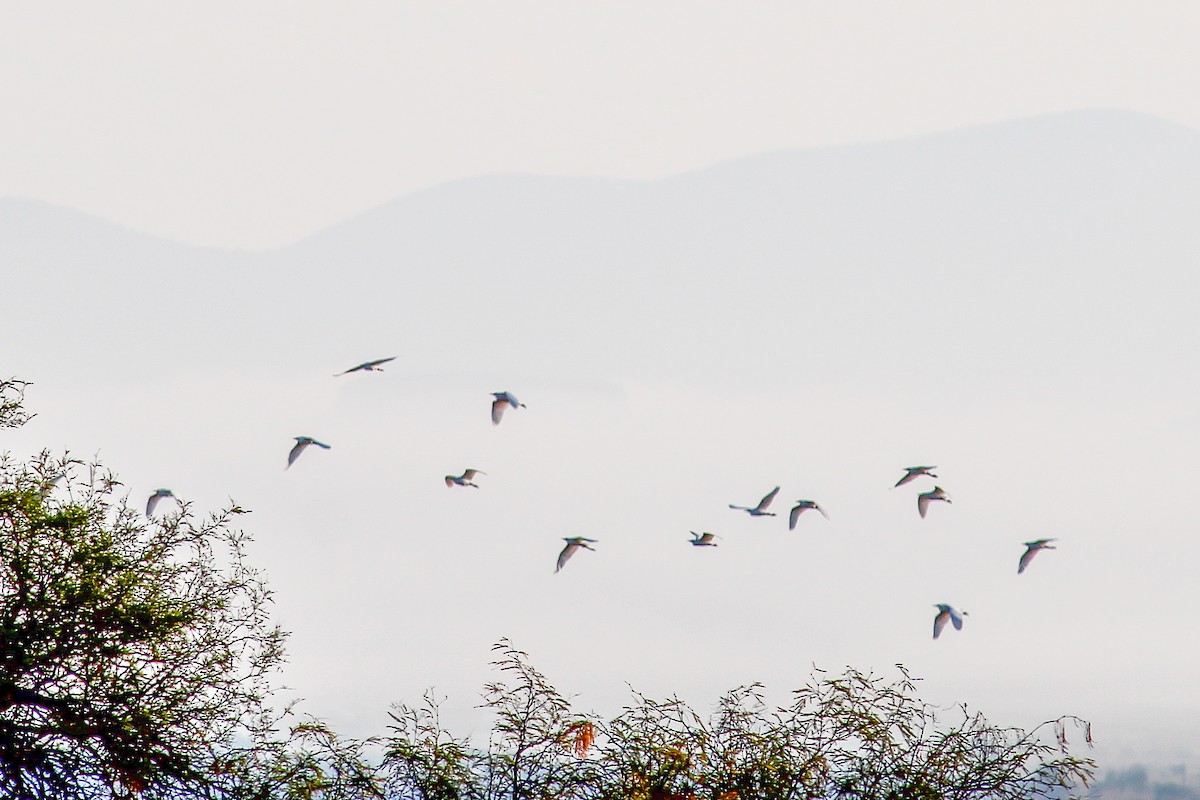Great Egret - ML647009162