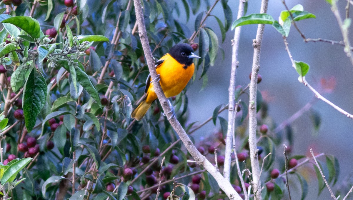 Baltimore Oriole - ML647009163