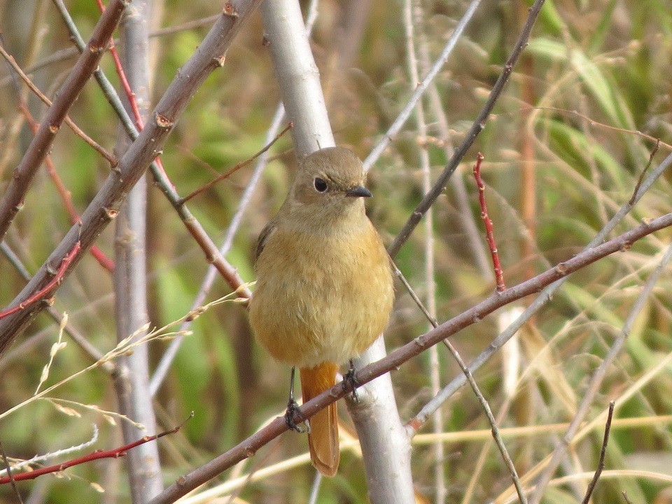 Горихвістка сибірська - ML647009164