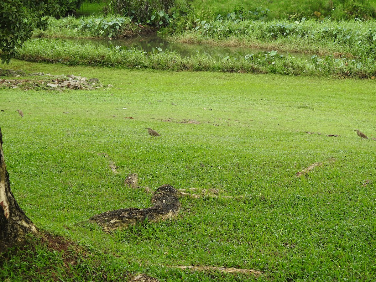 אנפית סוף בלתי-מזוהה - ML647009165