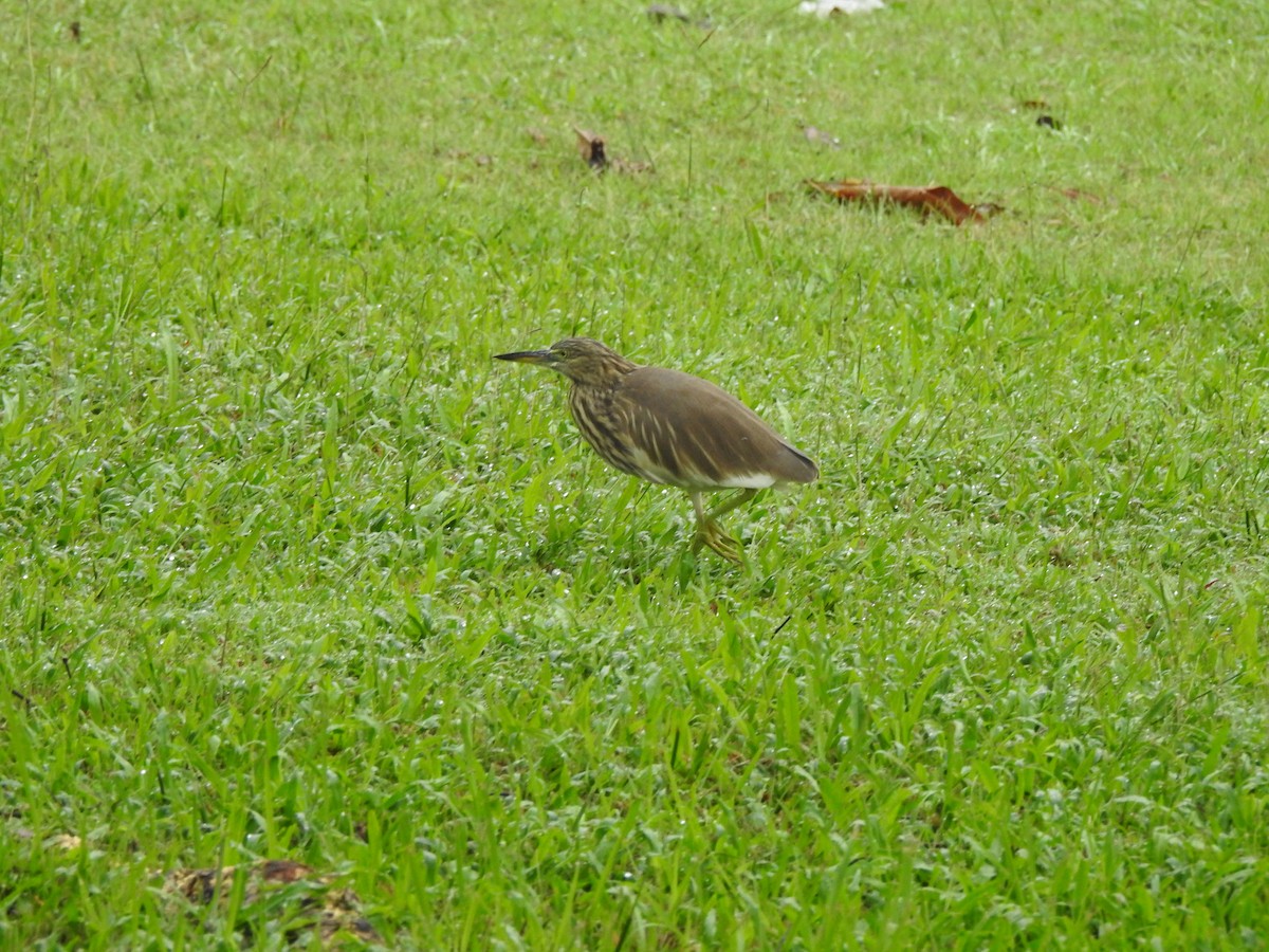 אנפית סוף בלתי-מזוהה - ML647009166