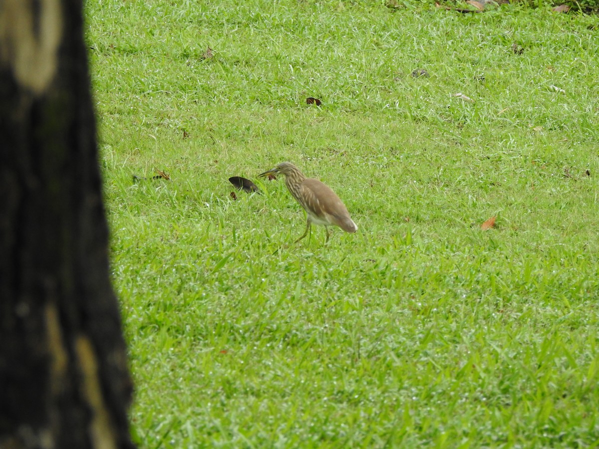 אנפית סוף בלתי-מזוהה - ML647009167