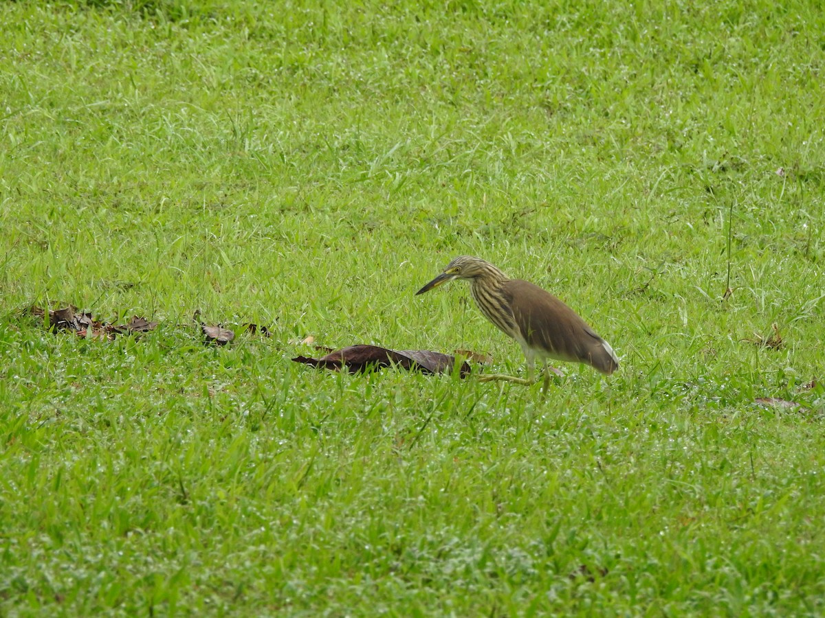 אנפית סוף בלתי-מזוהה - ML647009168