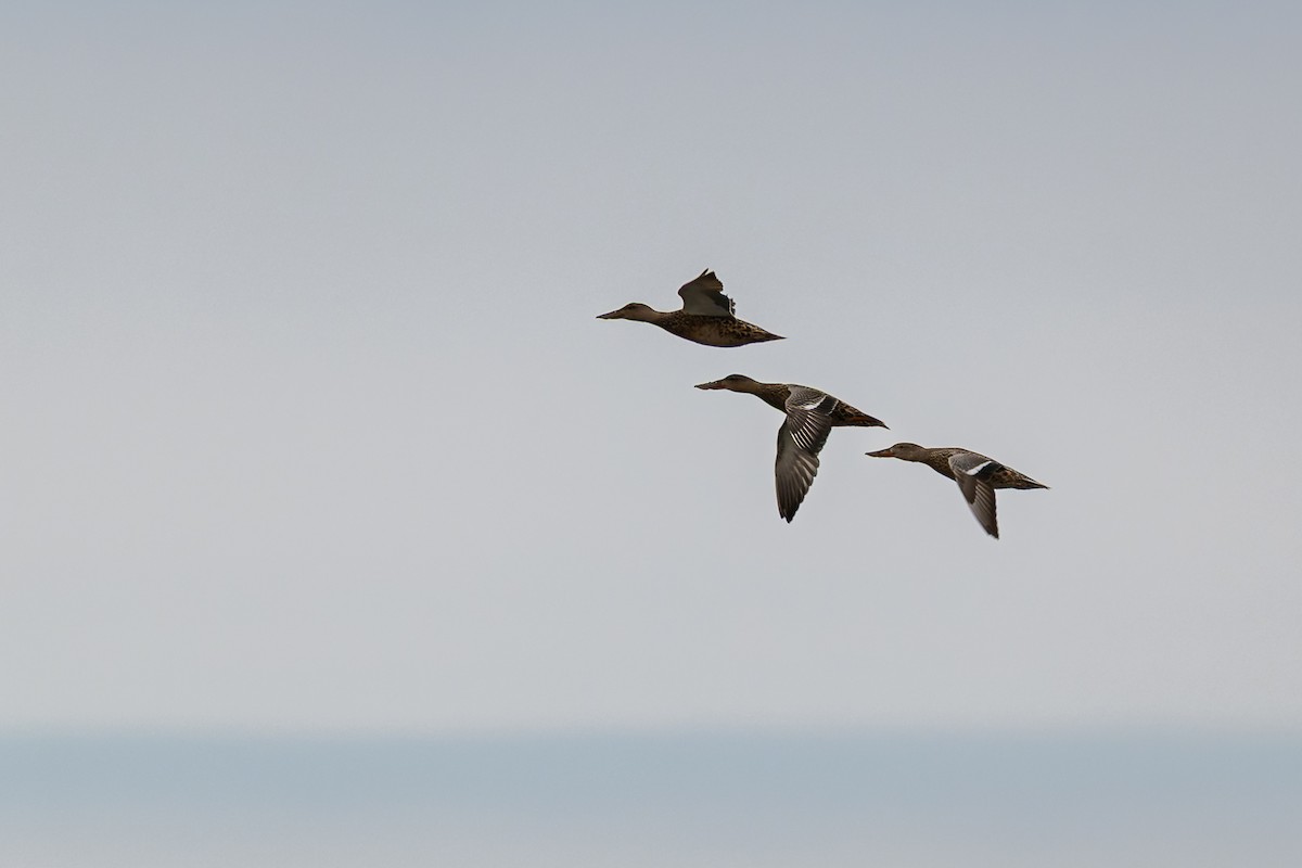 Northern Shoveler - ML647009169