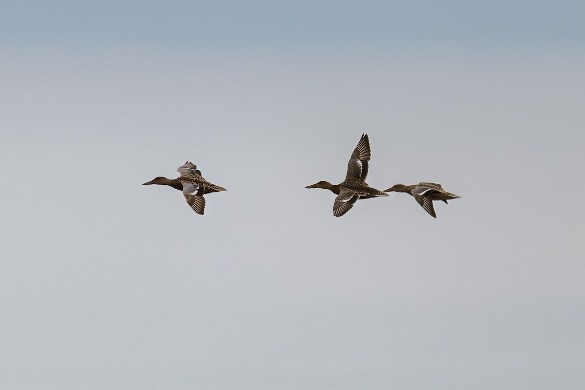 Northern Shoveler - ML647009170