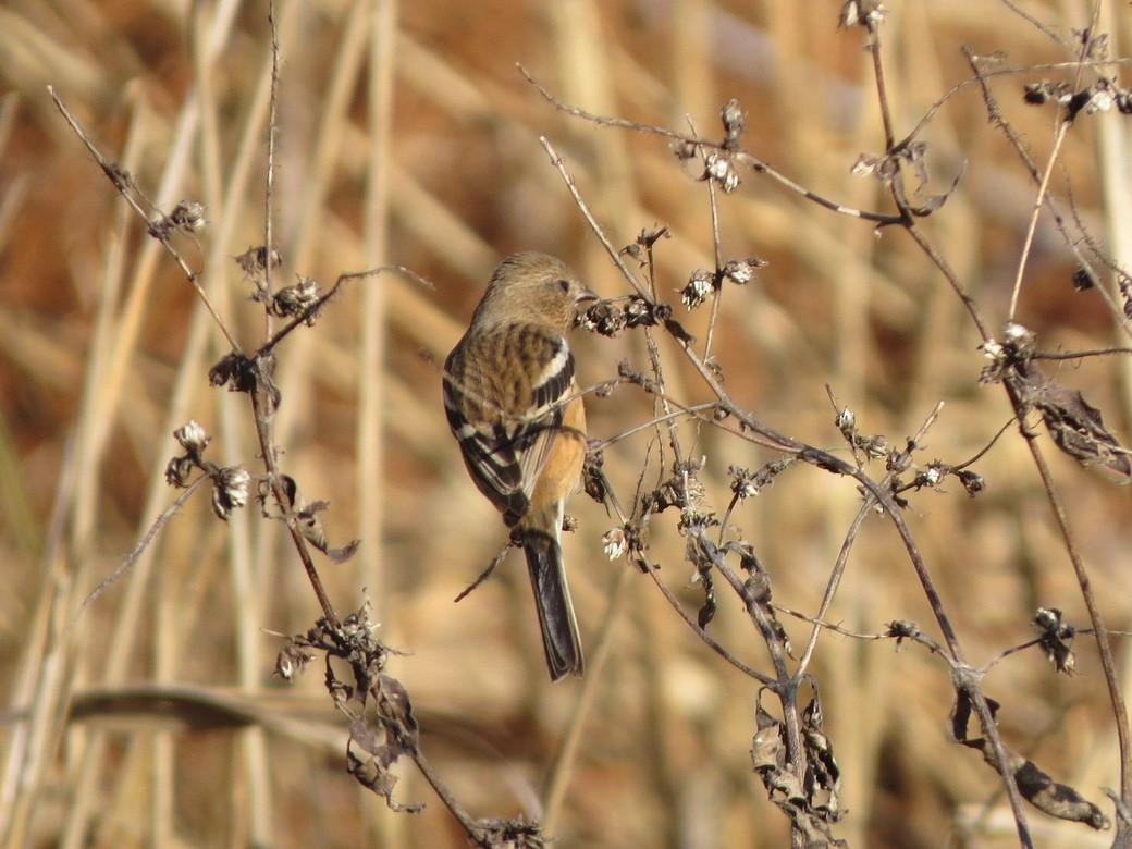 Урагус - ML647009171