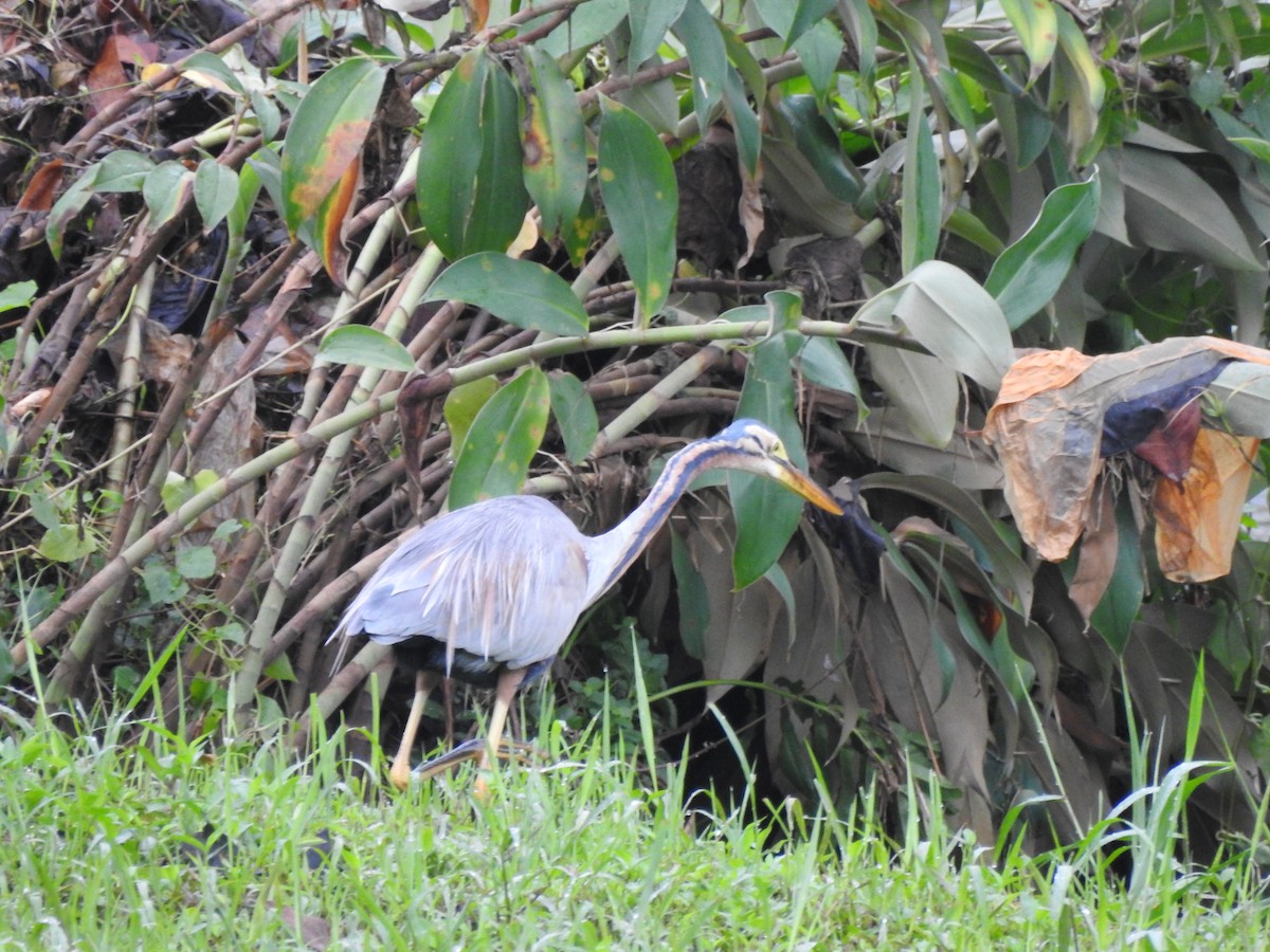 אנפה ארגמנית - ML647009173