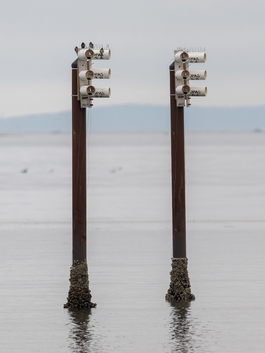 Purple Martin - ML647009174