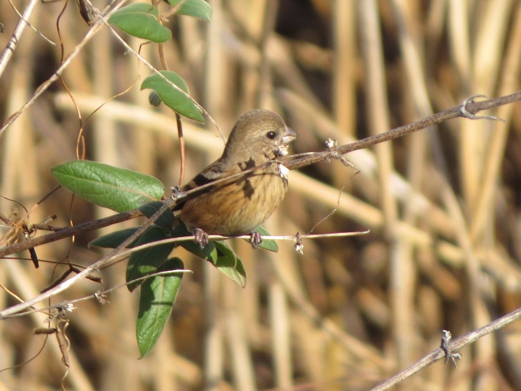 Урагус - ML647009176