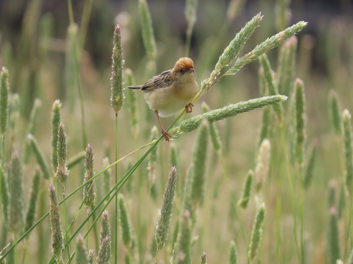 Goldkopf-Zistensänger - ML647009178