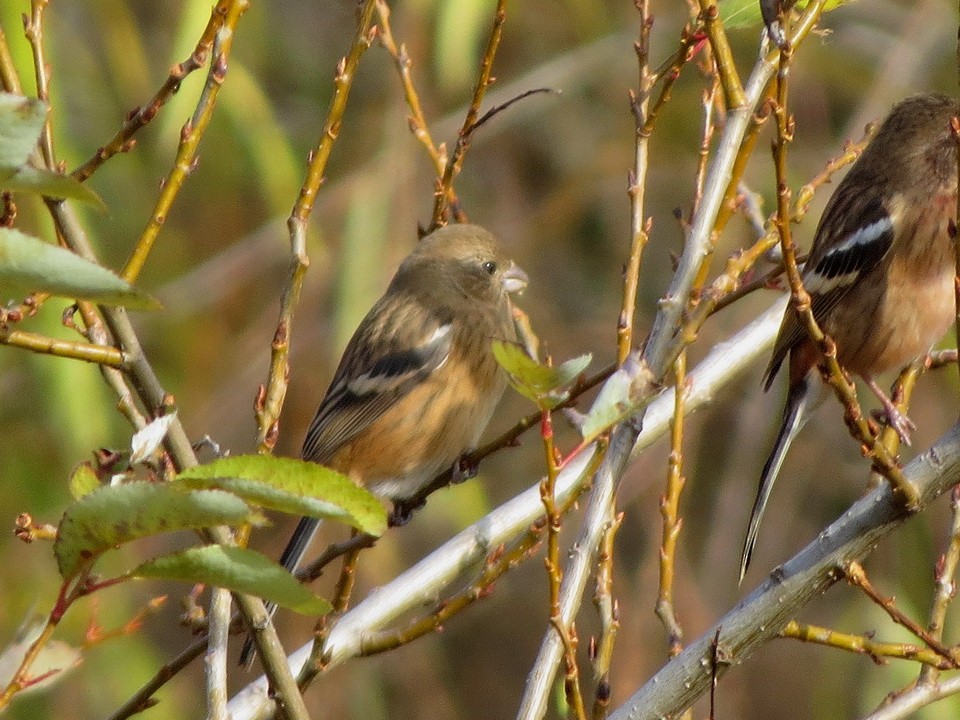 Урагус - ML647009180