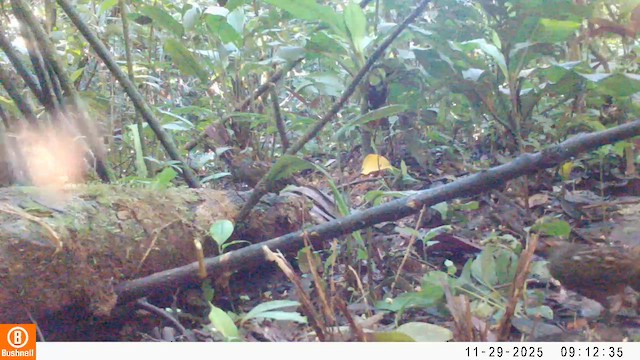 křepel mramorovaný - ML647009181